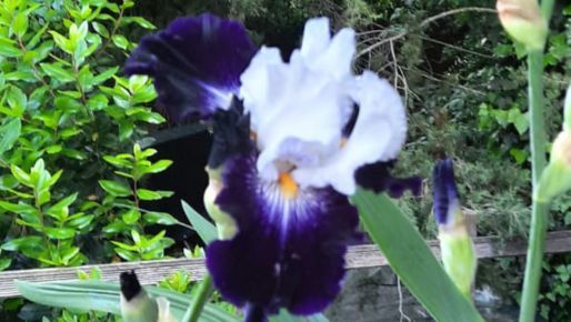 Iris