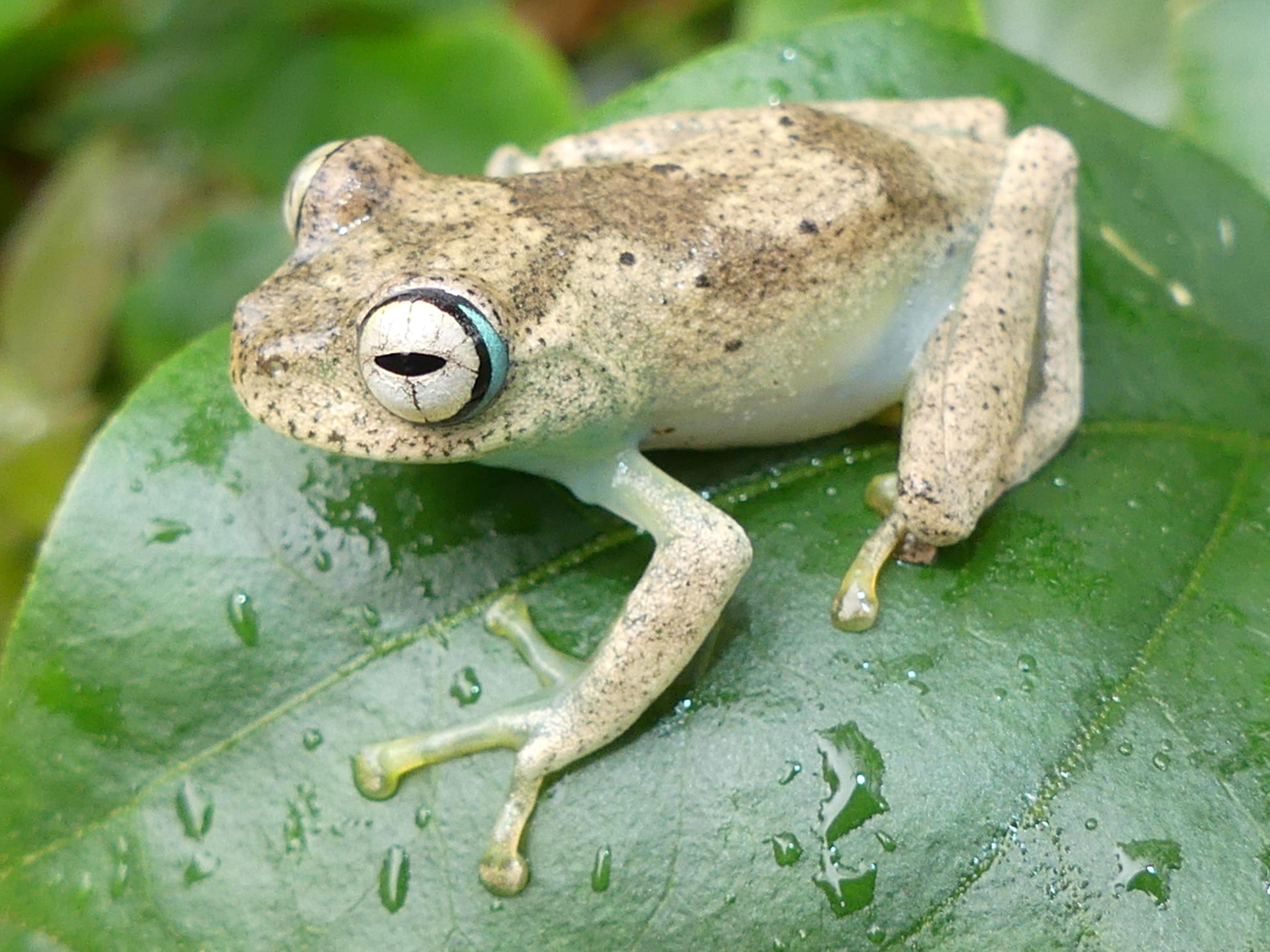 Boophis blommersae Betampona (Madagascar)